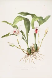 Illustration von Lycaste skinneri (als syn. Maxillaria skinneri)